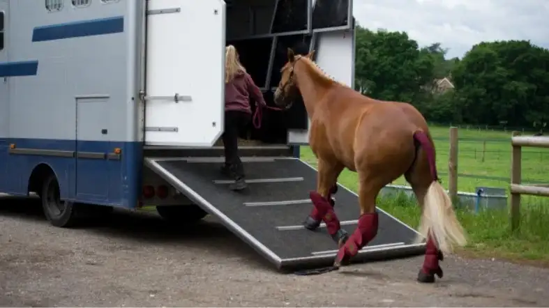 How To Transport Your Horses Safely With U-Haul